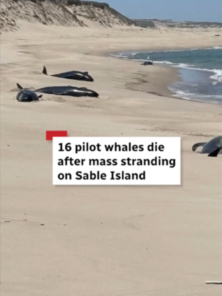 @CBC Nova Scotia