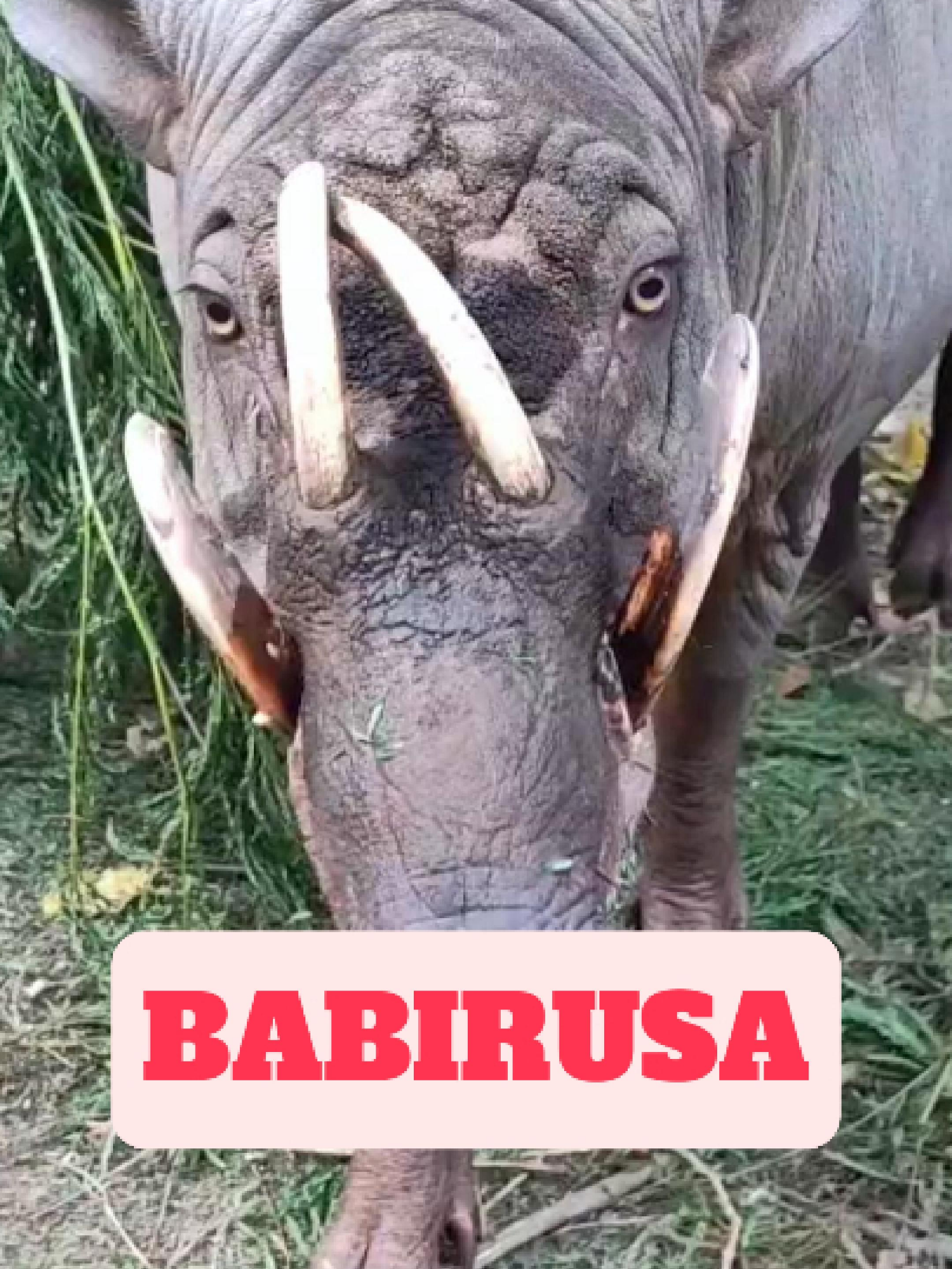 @WildlifeWonderTV Animal Facts
