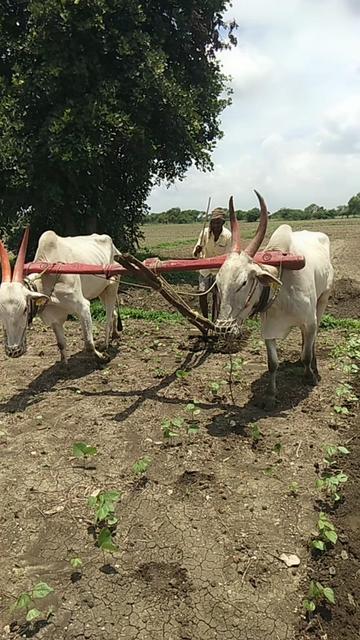 @m. pramod, 225