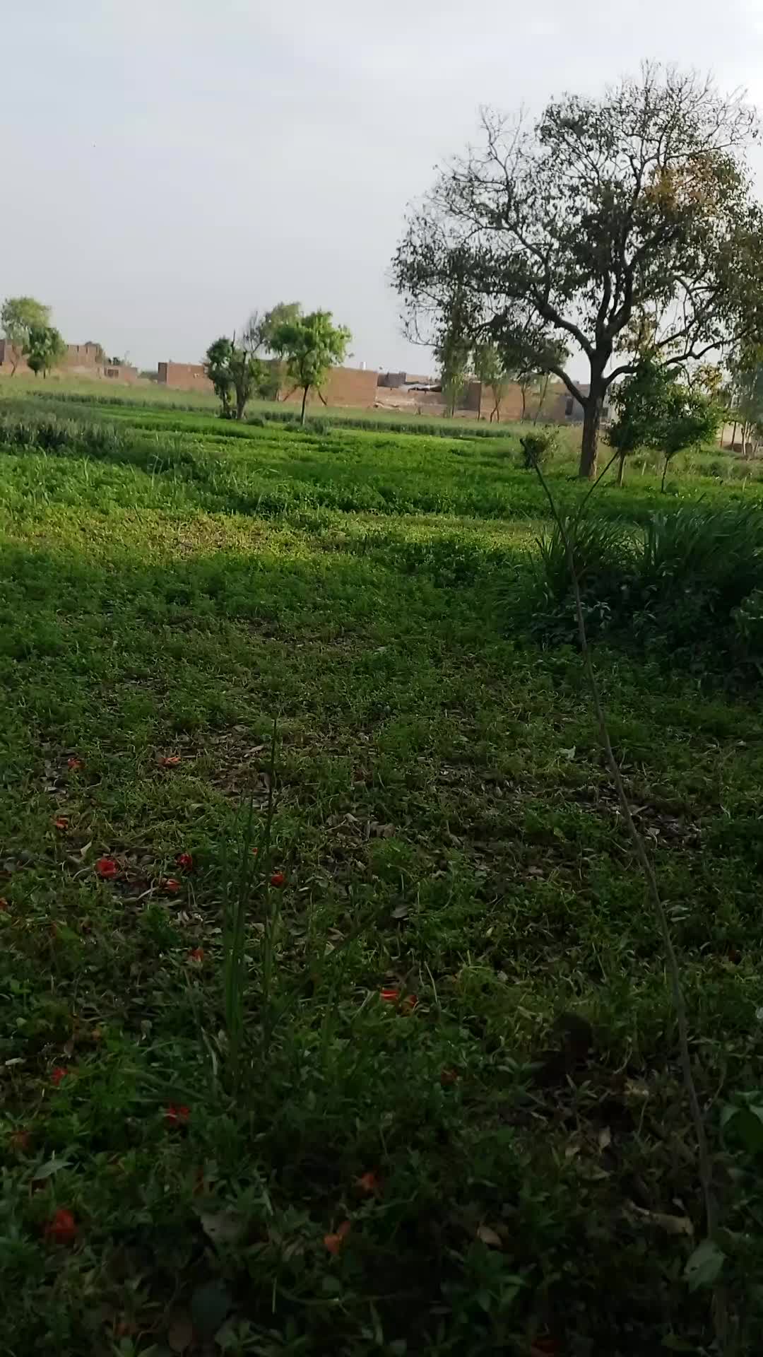 @Ali