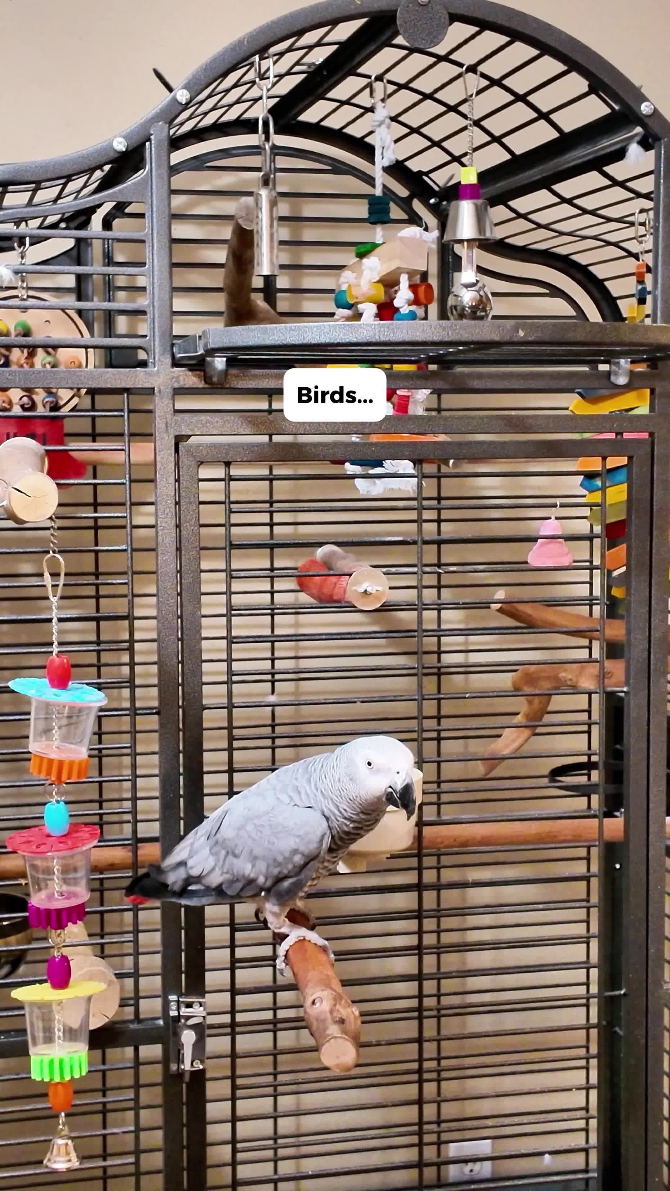@Gizmo The Grey Bird