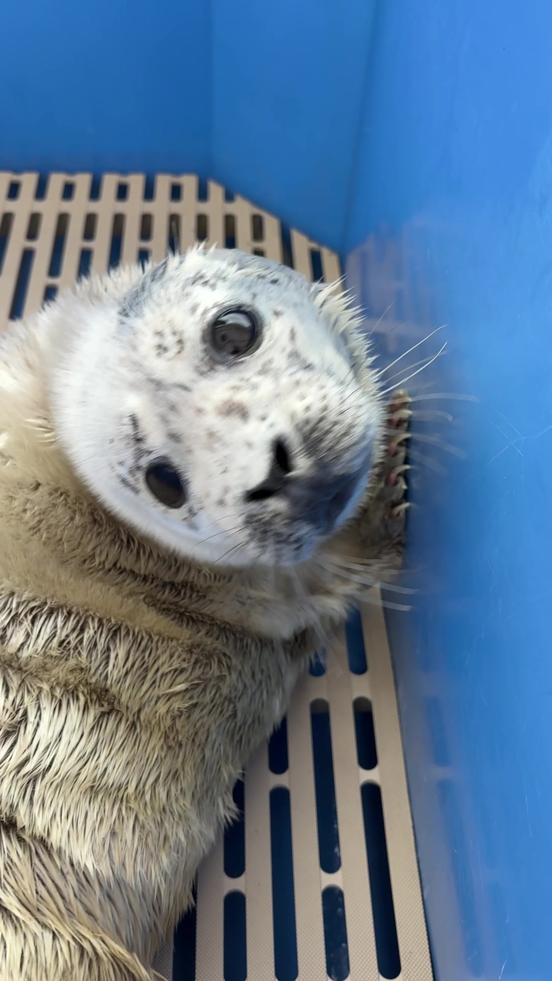 @Marine Mammal Rescue Society