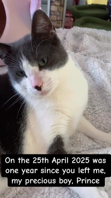 @romina.owned.by.cats