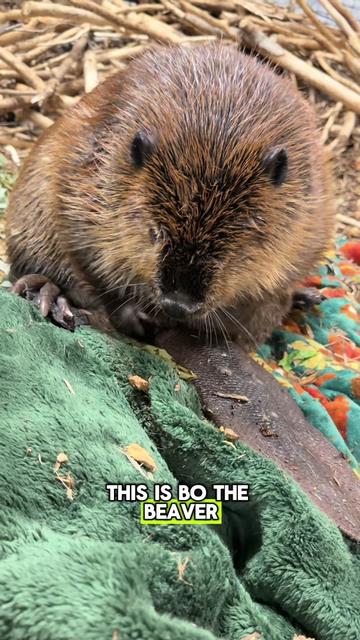 @Wild For Life Inc.