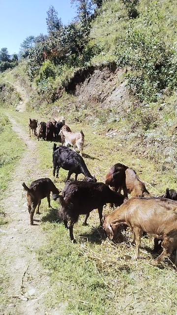 @babita basnet