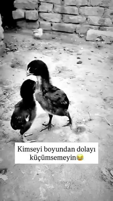 @Orhan &ccedil;etinkaya