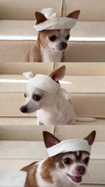 @Bao the Chihuahua