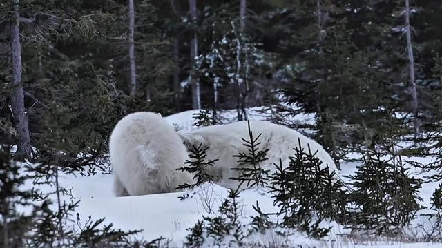 @leroypolarbear