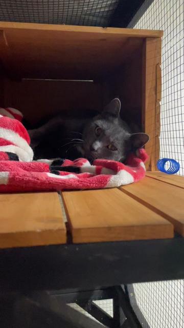 @Are We Home Yet? Cat Sanctuary