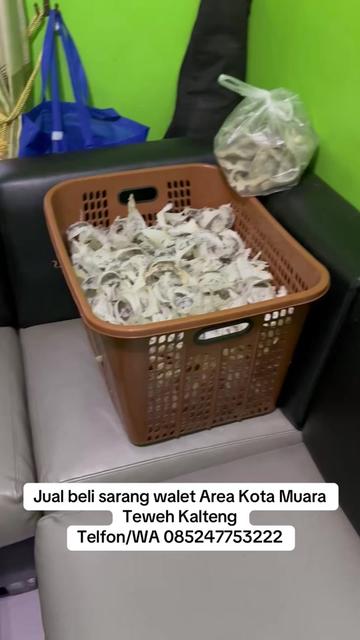 @Walet Rimba Kalimantan