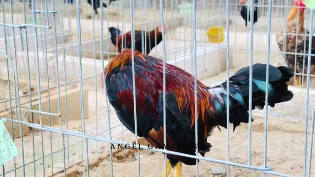 @angelsgamefowl88