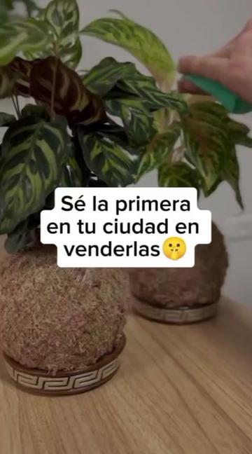@Escuela de Kokedamas✅