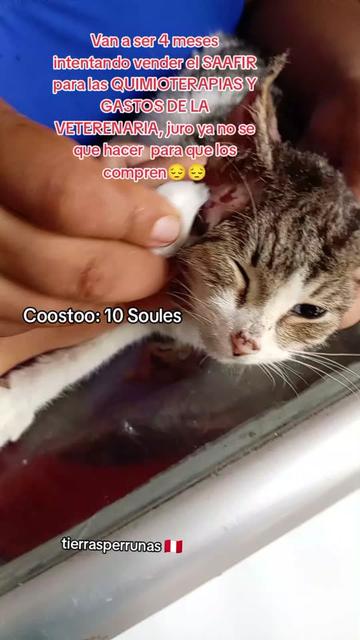 @Asociación T.Perrunas🐕🐈🇵🇪