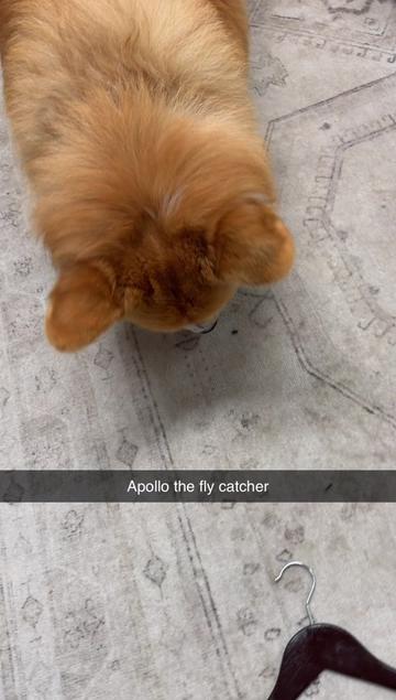 @apollothecorgimute