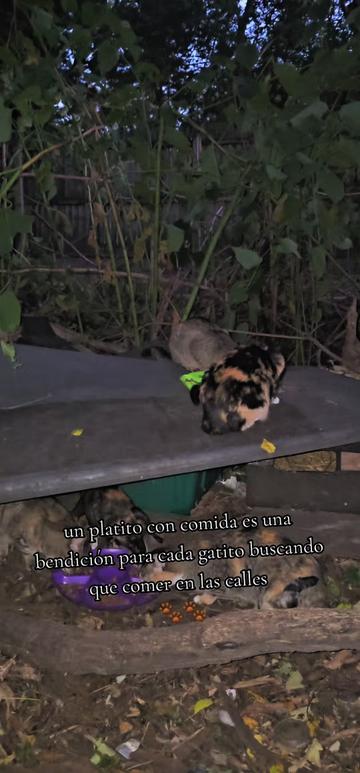 @🇲🇽Guli.Carrada 🐈⬛