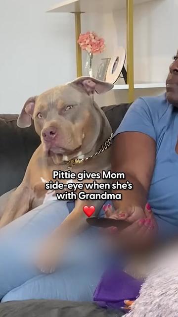 @Animals Stories