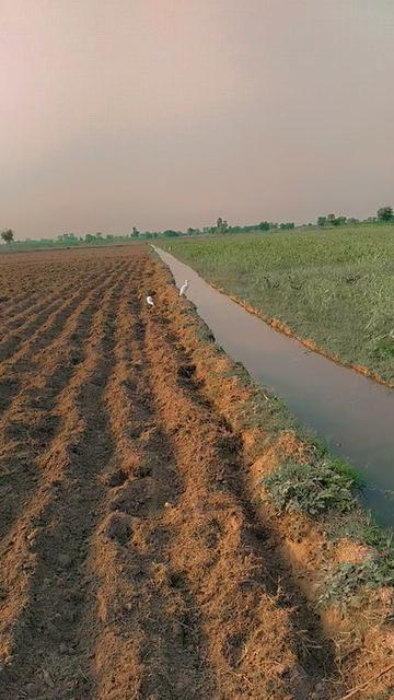 @shahbaz Punjabi 0786