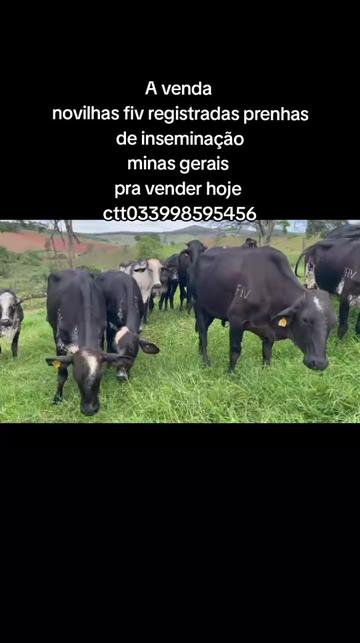 @marketing_do_gado
