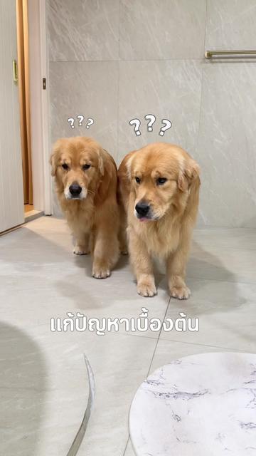 @Joommeng Mee Arai