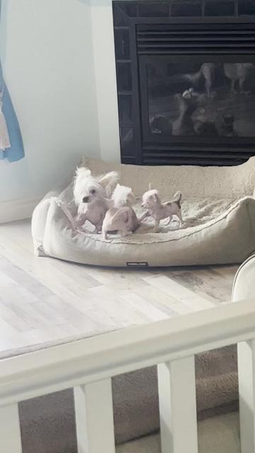@Chinese Crested Cuties
