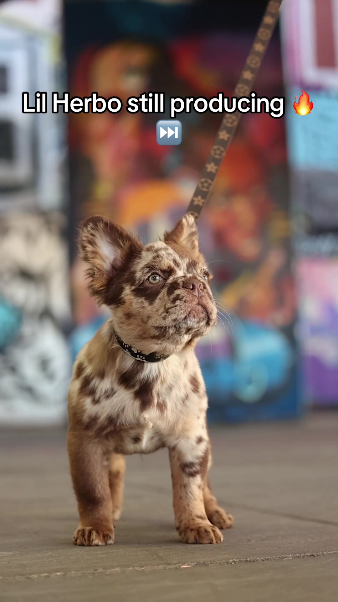 @Trendingbulldogz