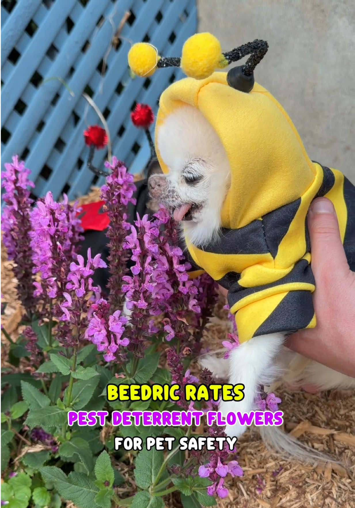 @Tiny Chihuahua Cedric & Maya