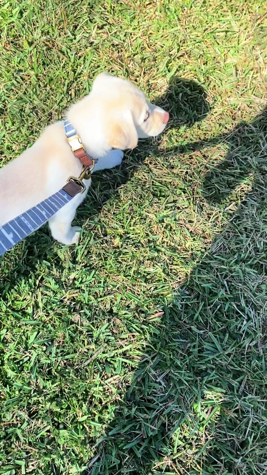 @Simba 🐾💙