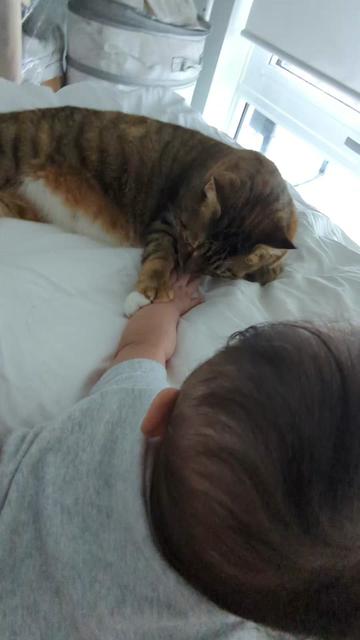 @Miss Mia the Tabby Cat