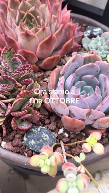 @piccole.spine.felici 🌵