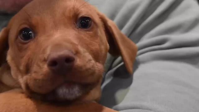 @Auckland Puppy Rescue
