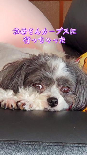 @井坂みどり