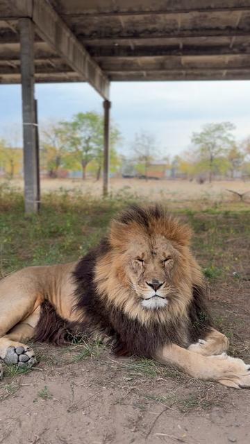@🔥MARUSKA_LIONESS🔥