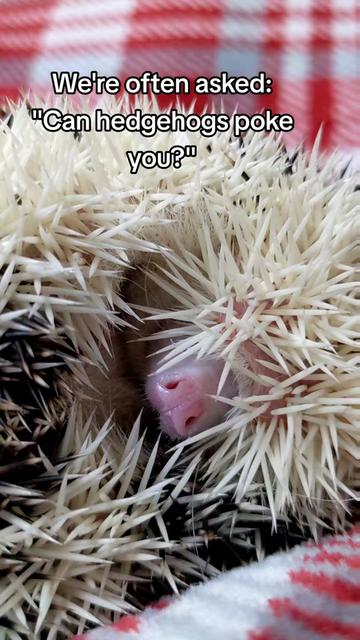 @hedgehogprecision