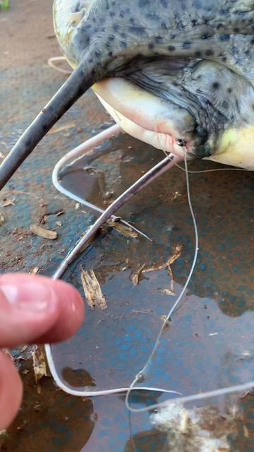 @Dimex Pescador