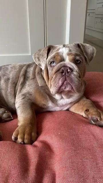 @rudzbulldogz