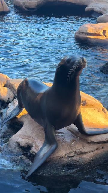 @memphiszoo