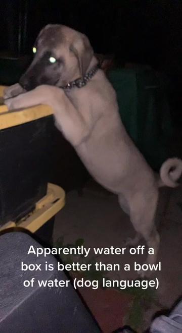 @essexkangals