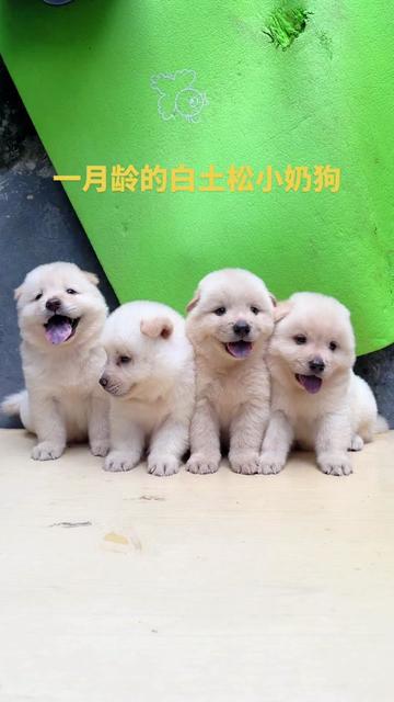 @南粤陪伴犬