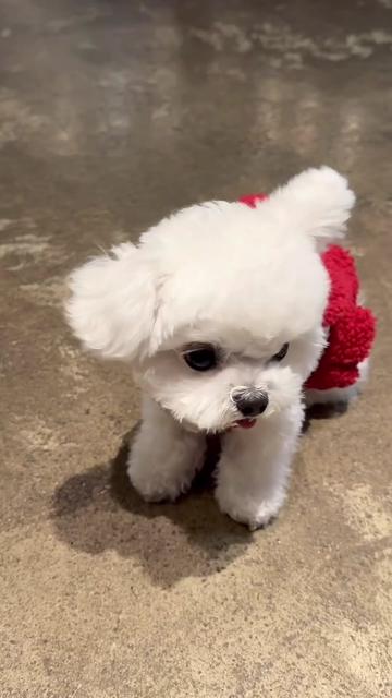 @mildred.the.maltese