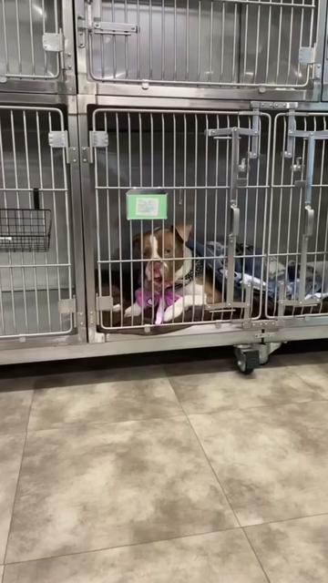 @Summit Veterinary Care