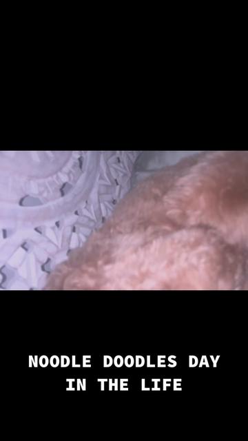 @Nood the Dood