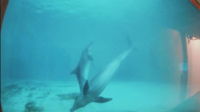 @dolphin_heart66