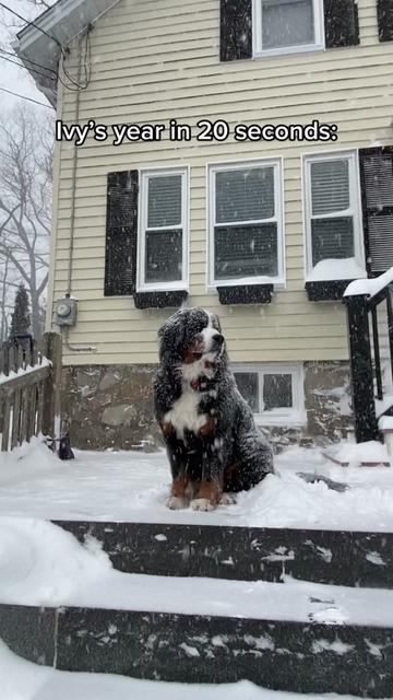 @Ivy the Berner