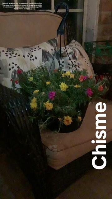 @Rosa Mata Flores