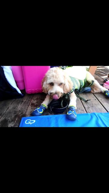 @Nood the Dood