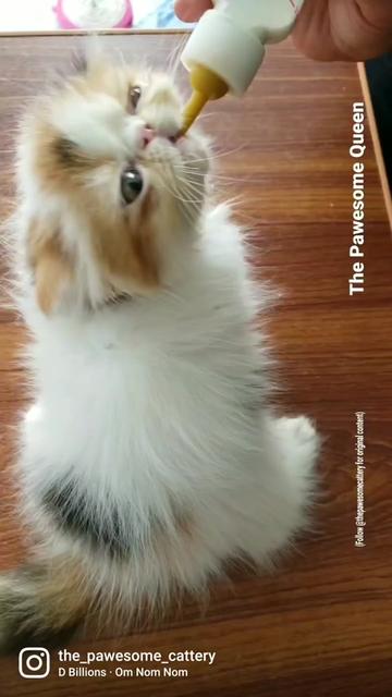 @The Pawesome Cattery