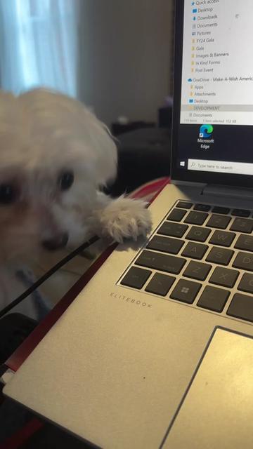 @mildred.the.maltese