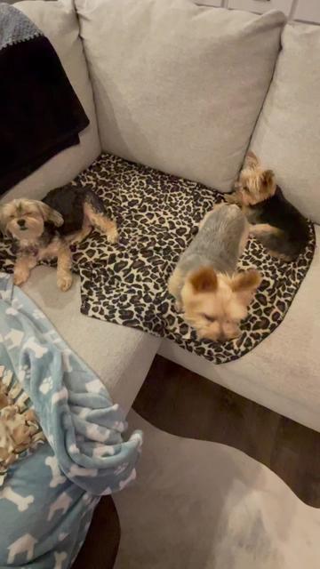 @My_4_Yorkies
