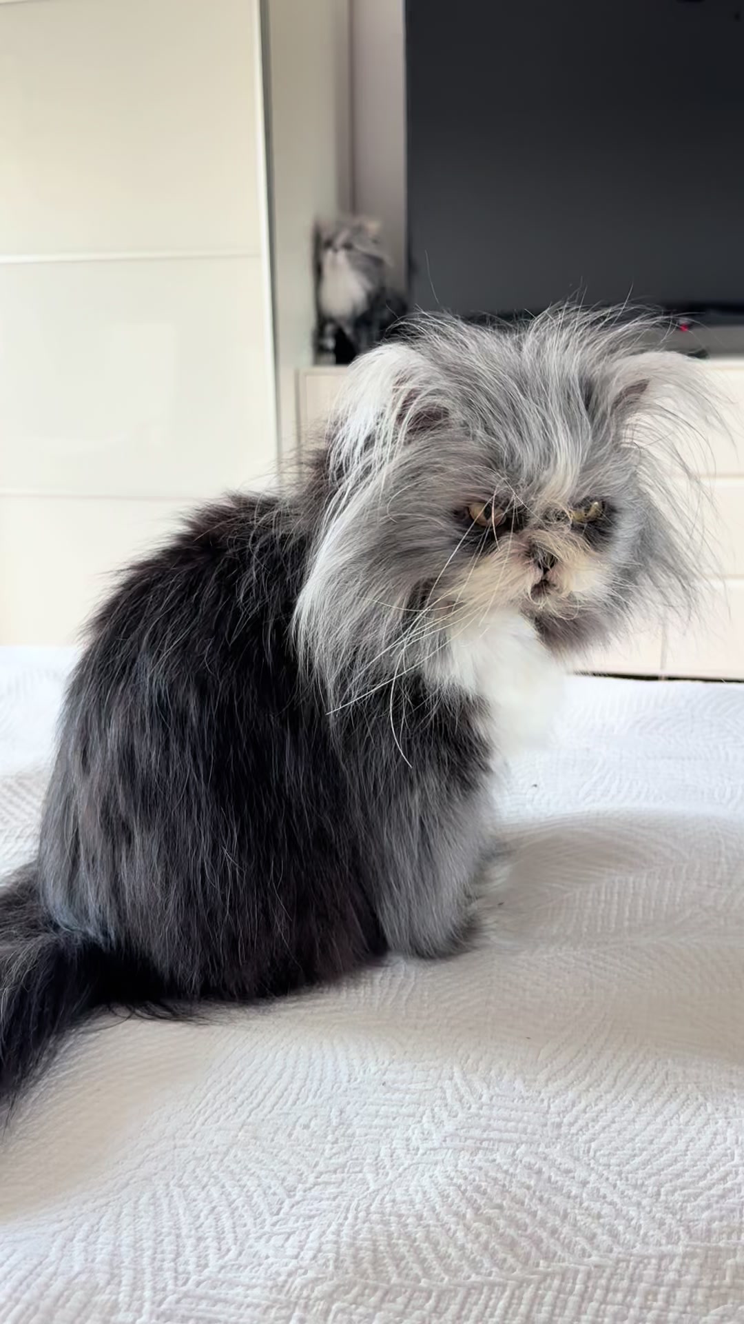 @atchoumthecat