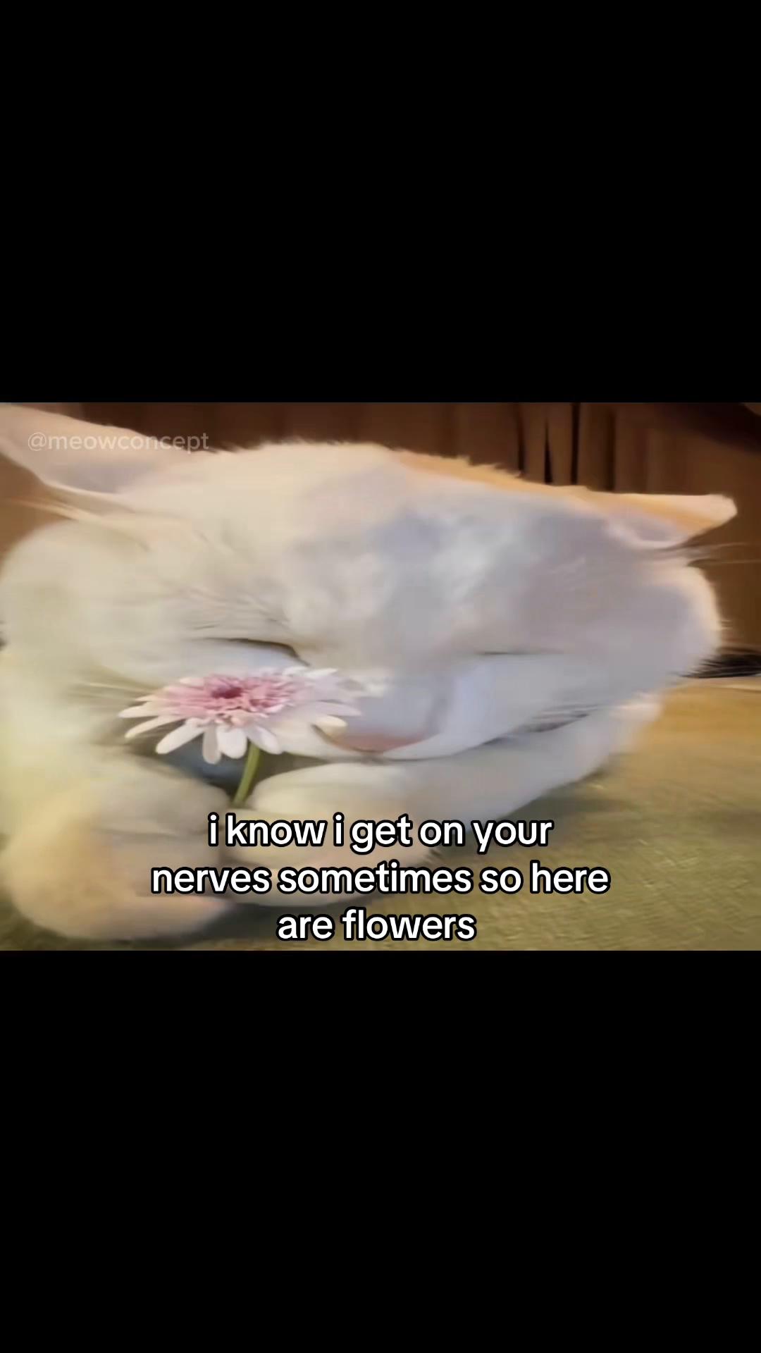 @meowconcept